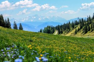 field, beautiful flowers, flowers, meadow, flower background, flower wallpaper, landscape, mountains, alps, alpine scenery, nature, outdoors, wilderness